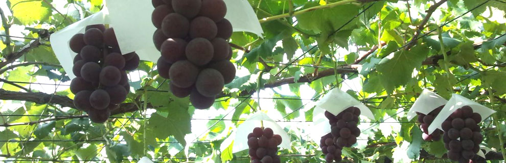 関東 茨城 かすみがうら観光 果物狩り ぶどう狩り 梨狩り 柿 栗拾い 食べ放題