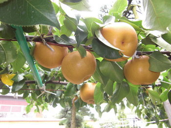丸福果樹園_2 丸福果樹園_2
