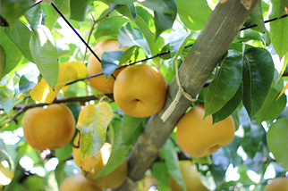 観光農園・生産果物の特徴
