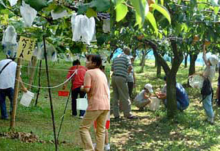 観光農園・生産果物の特徴