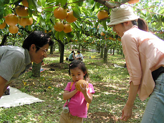 観光農園・生産果物の特徴