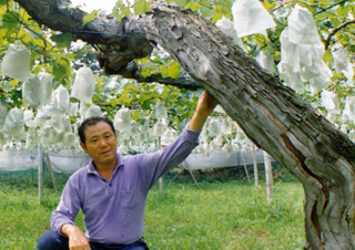 観光農園・生産果物の特徴