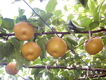 観光農園・生産果物の特徴