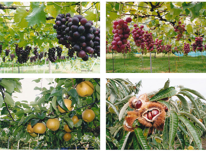 果物狩り・産地直売果物の品種・説明